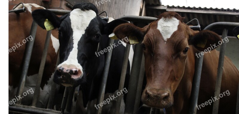 Cattle Cows Food Eat Farm