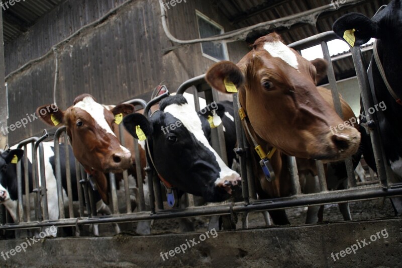 Cows Livestock Cattle Feed Foot Nose