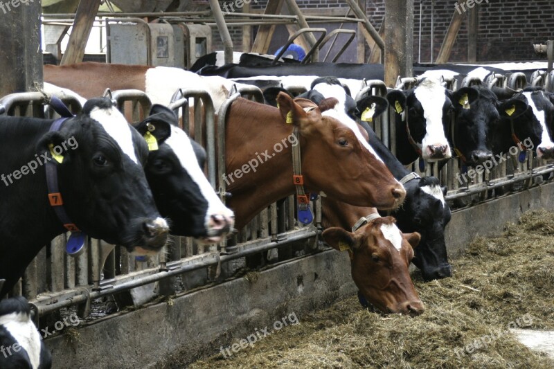 Cows Food Eat Farm Lower Saxony