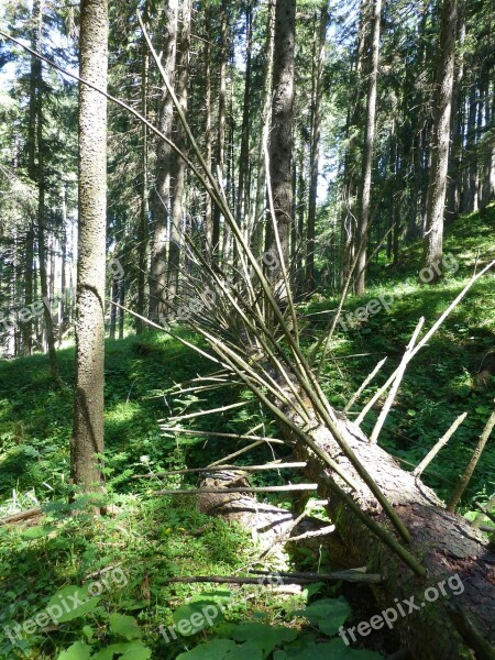 Tree Dead Tree Aesthetic Dead Branches