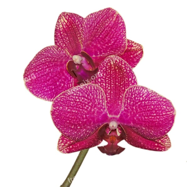 Orchid Phalaenopsis Blossom Bloom Purple