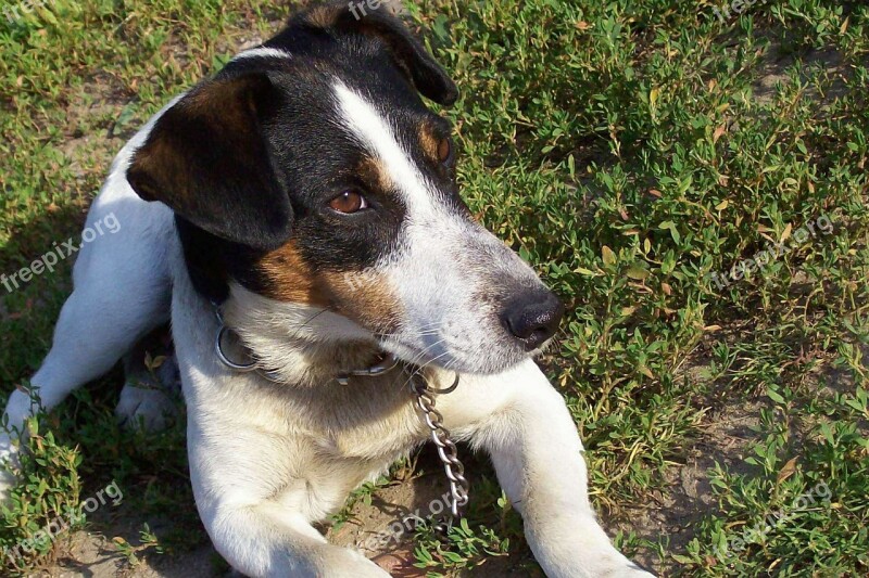 Dog Sun Posing Race Garden