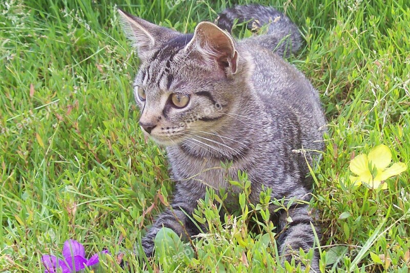 Cat Garden Flower Curiosity Spring