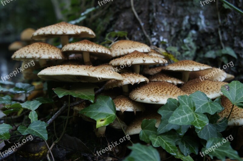 Mushrooms Forest Flora Close Up Nature