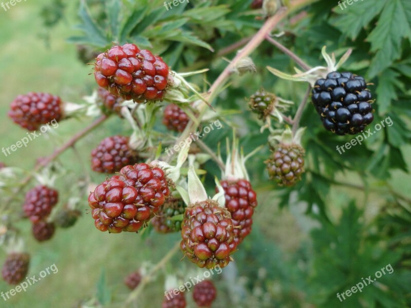 Blackberries Berries Nature Edible Fruits