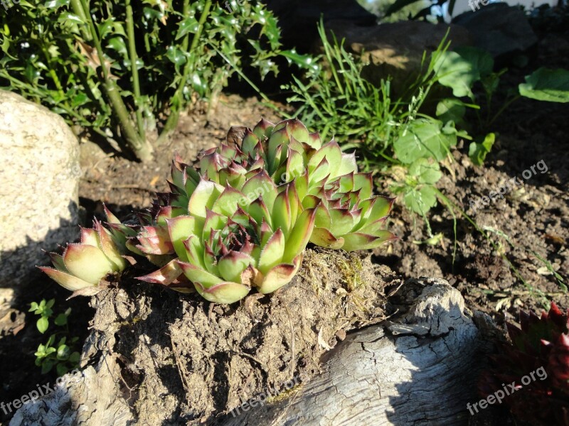 Stone Garden Succulent Nature Flowers Garden