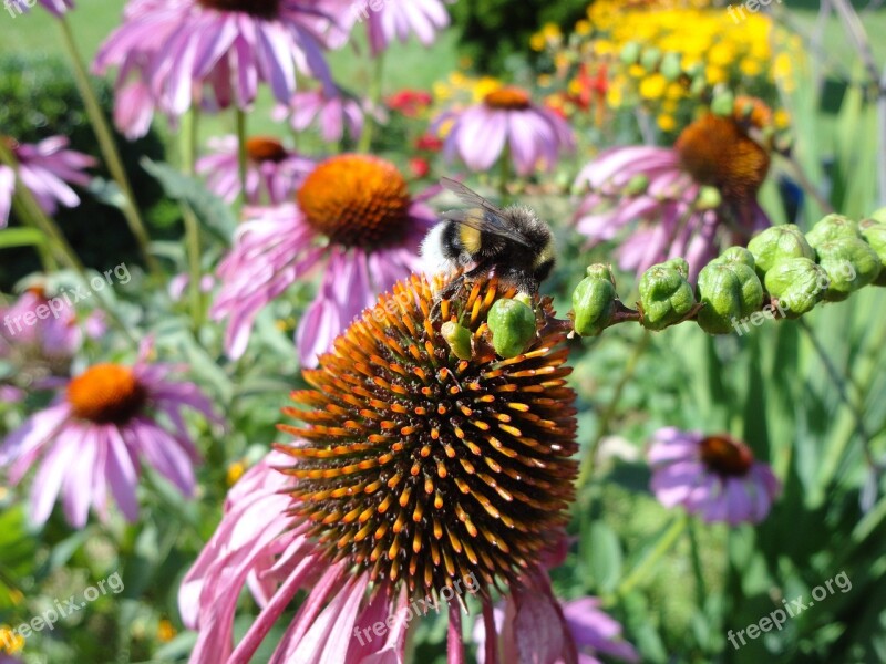 Hummel Coneflower Echinacea Bee Flower