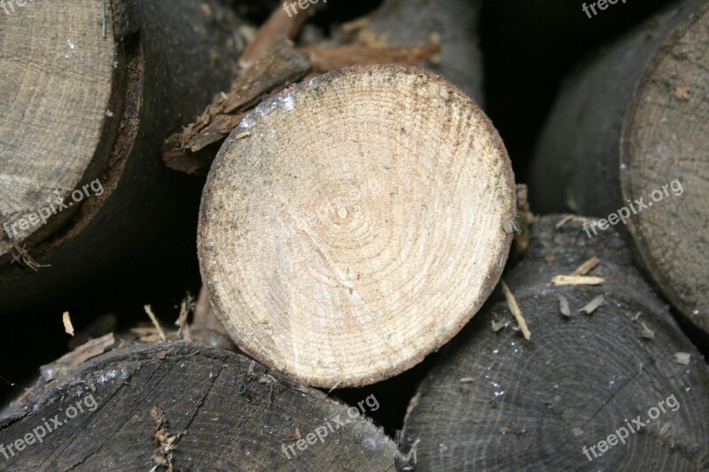 Pine Tree Trunks Wood Forest Tree