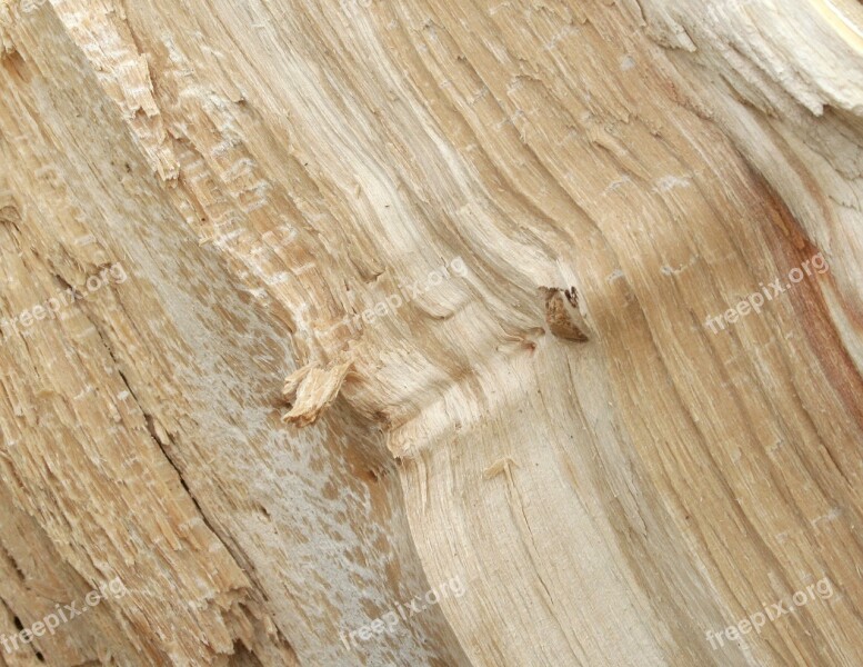 Tree Texture Wood The Background Background