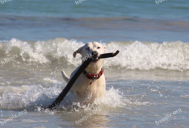 Dog Sea Beach Wave Surf