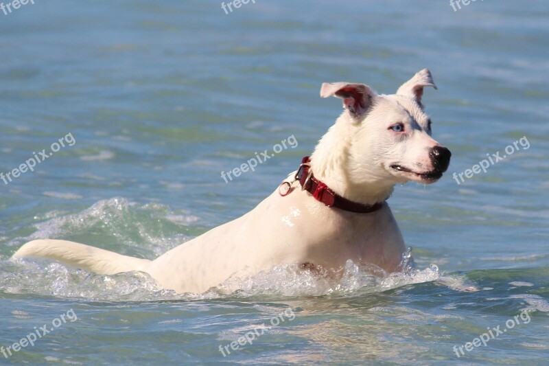 Dog Sea Swim Jump Ocean