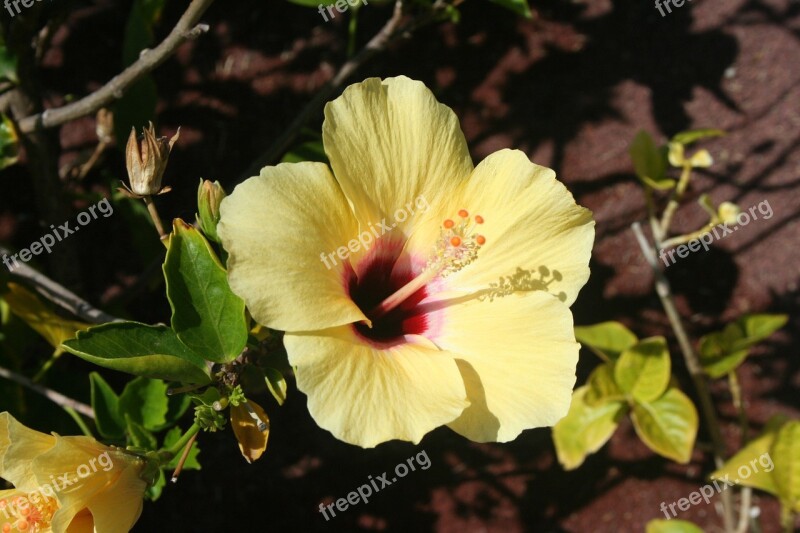 Hibiscus Plants Flowers Bloom Free Photos