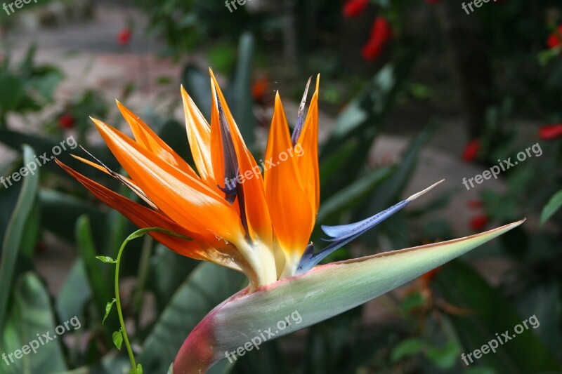 Bird Of Paradise Plants Flowers Bloom Free Photos