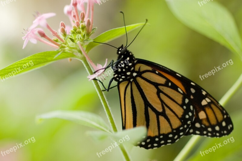 Butterfly Flower Insect Forage Nature