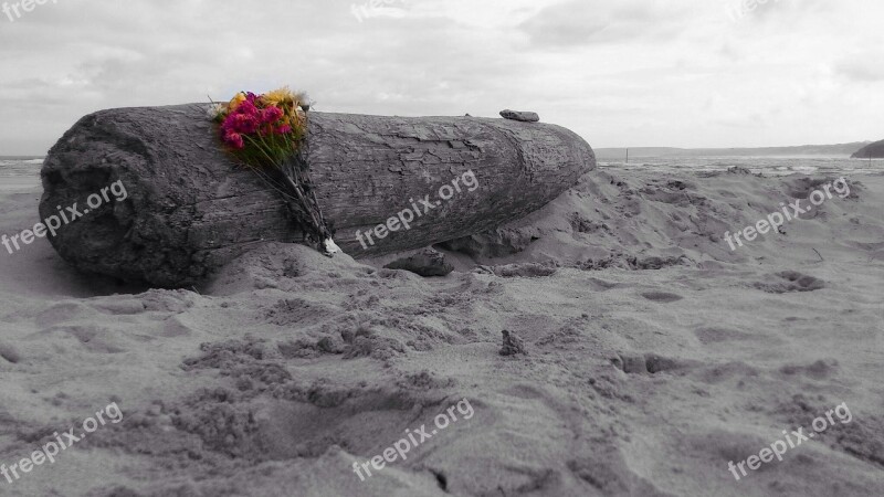 Driftwood Beach Ocean Sand Flowers