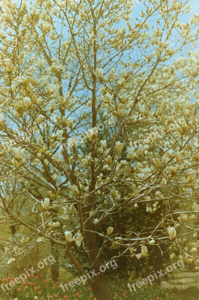 Tree Blossoms Spring Blooming Springtime