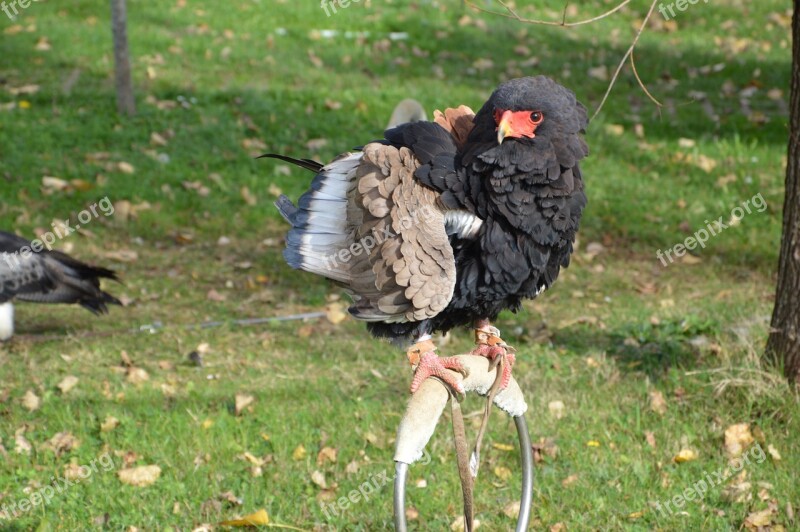 Eagle Terathopius Ecaudatus Bateleur Bird Predator