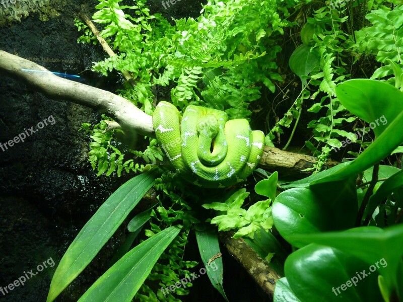 Snake Green Tree Python Reptile Jungle