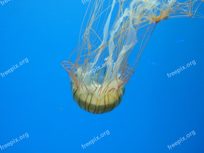 Jellyfish Sea Water Underwater Creature