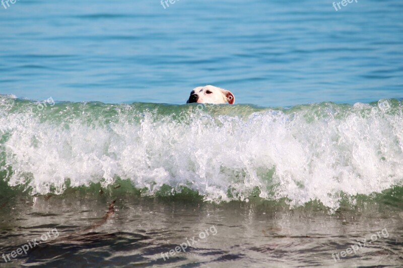 Dog Dog Head Water Ocean Wave