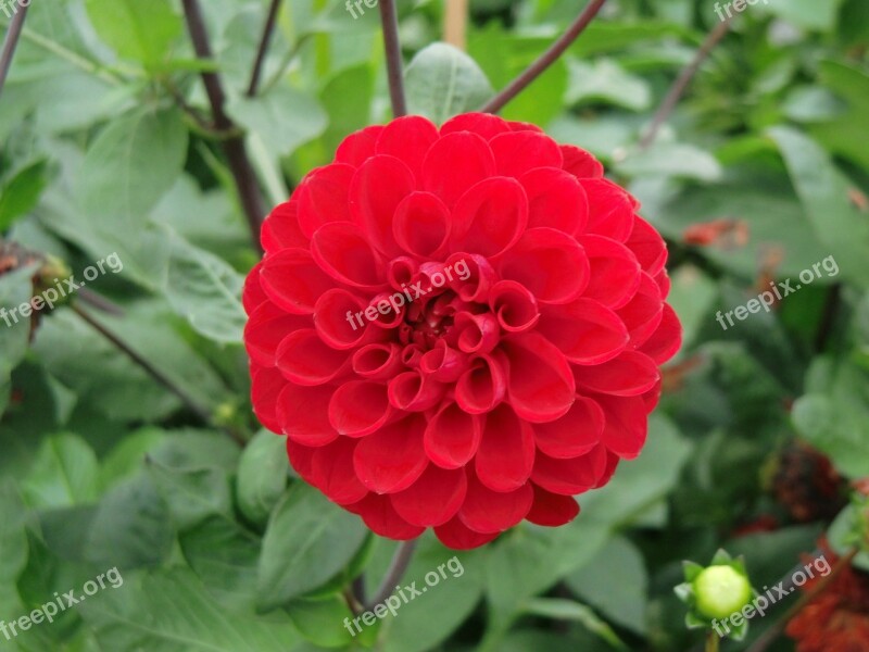 Flower Dalia Red Free Photos