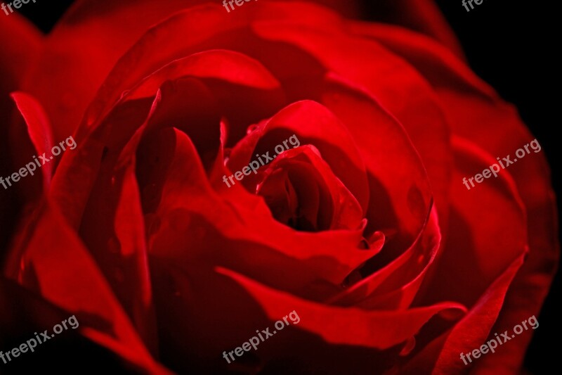 Rose Red Flower Red Rose Rose Bloom