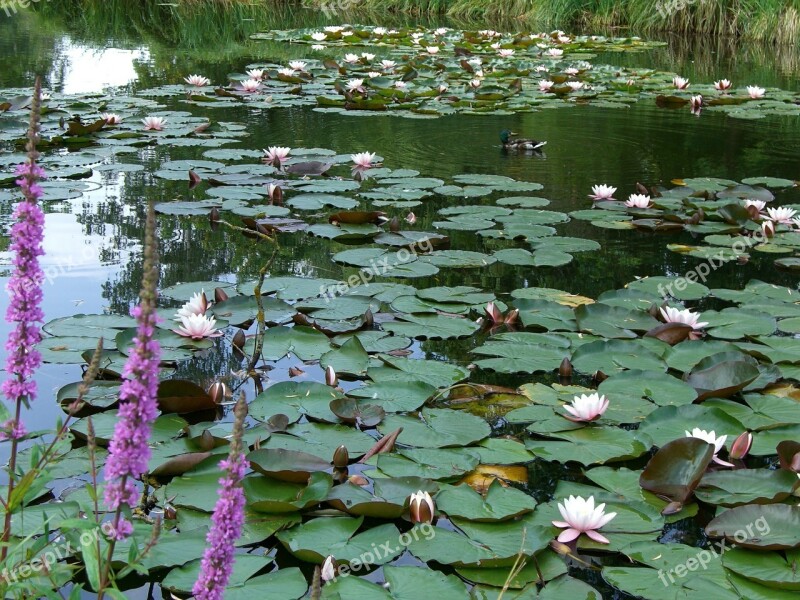 Water Lilies Pond Aquatic Plant Pink Nature