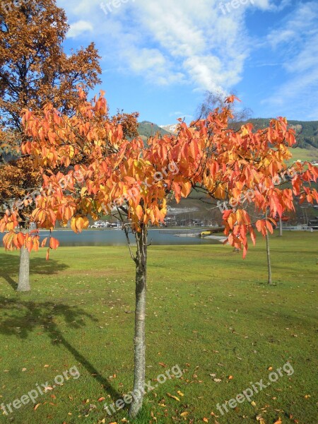 Fall Foliage Deciduous Tree Leaves Colorful Discolored