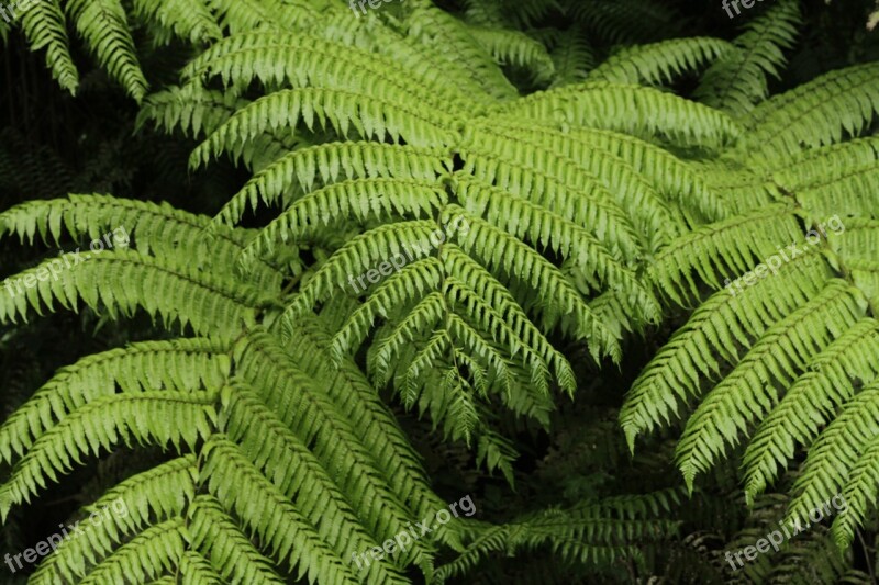 Fern Vegetation Biodiversity Jungle Free Photos