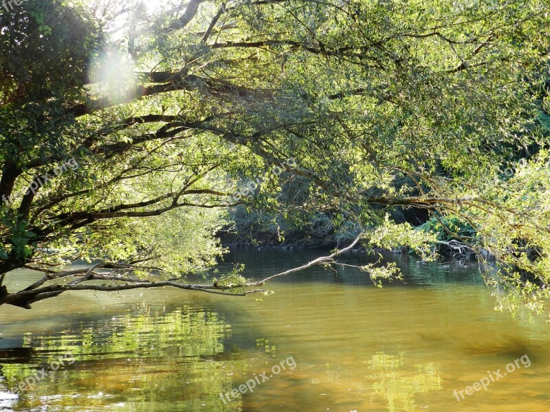 Water Brook Nature Reflection Natural Water