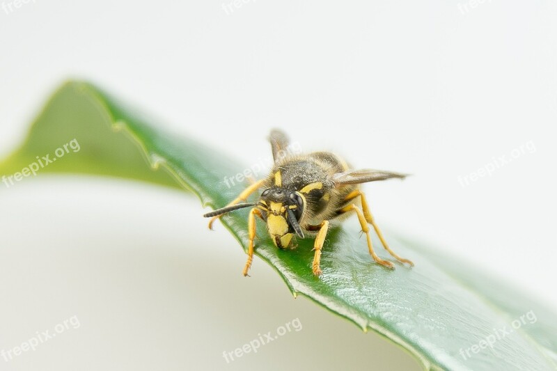 Wasp Insect Close Up Macro Summer