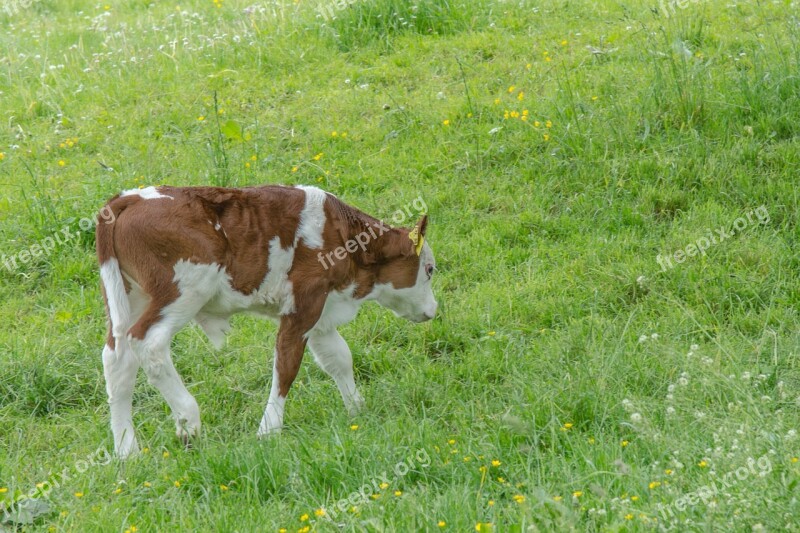 Calf Cow Meadow Agriculture Beef