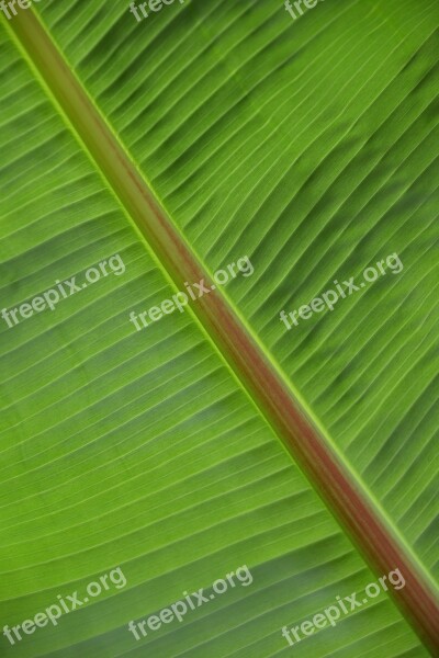 Leaf Structure Plant Green Palm