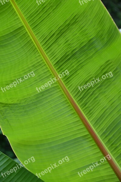 Leaf Structure Plant Green Palm