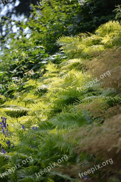 Forest Plant Ferns Nature Green