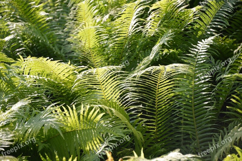 Ferns Field Forest Landscape Green