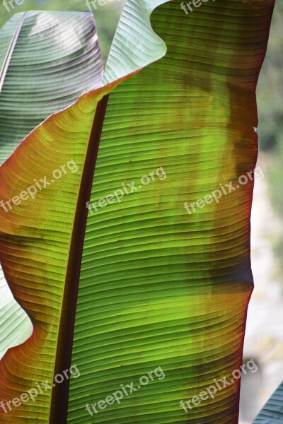 Leaf Structure Plant Green Palm