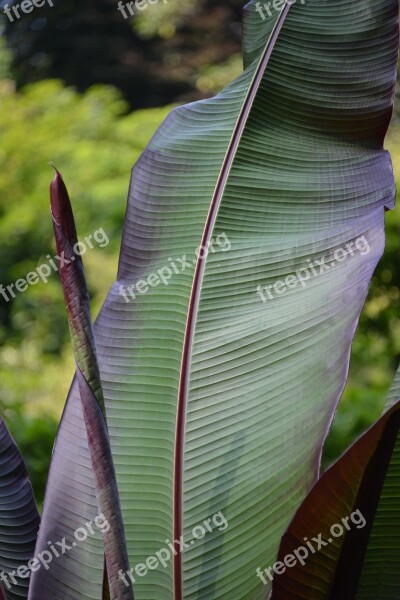 Leaf Structure Plant Green Palm