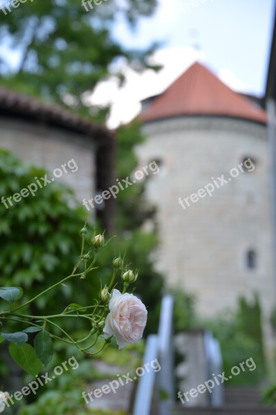 Rose Fairy Tales Sleeping Beauty Castle Rose Hedge