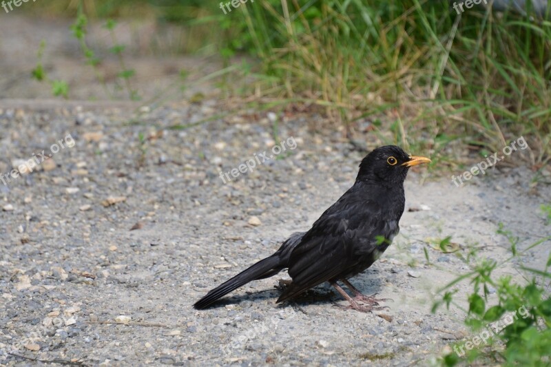 Blackbird Bird Animal Black Nature