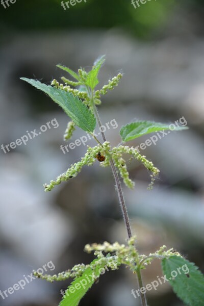 Stinging Nettle Plant Forest Garden Meadow Herbs