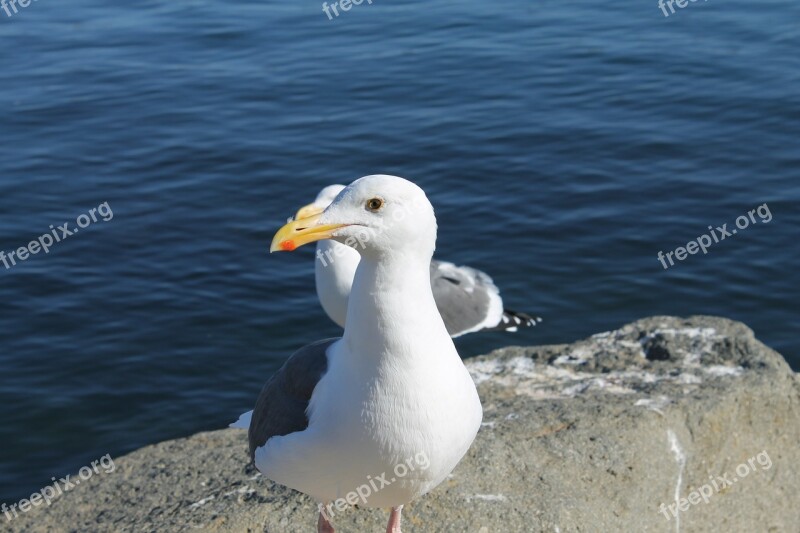 Seagull Bird Sea Ocean Nature