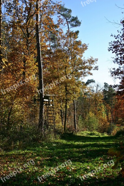 Forest Autumn Nature Trees Autumn Forest