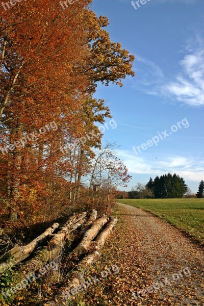 Forest Autumn Nature Trees Autumn Forest