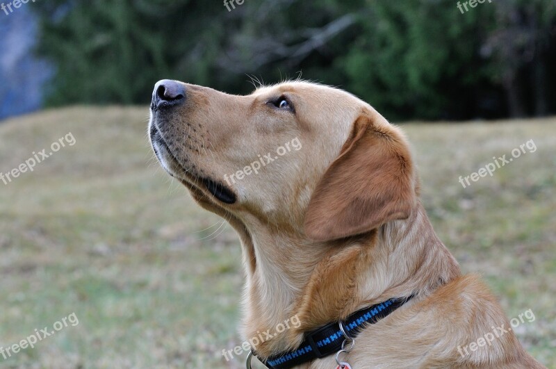 Dog Labrador Head View Free Photos