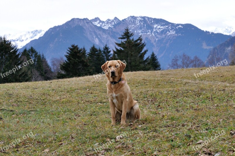 Dog Labrador Meadow Sitting Mountains