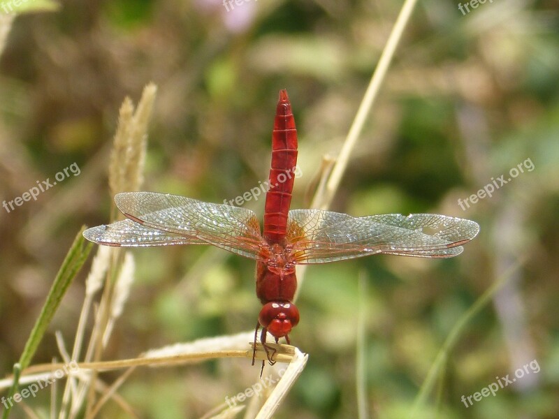 Red Dragonfly Insect Macro Free Photos