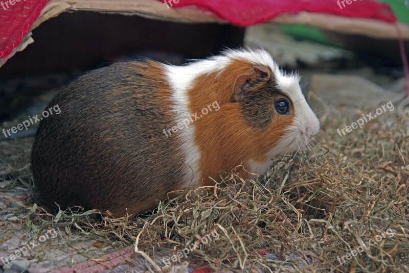 Guinea Pig Rodent Cuy Animal Animals