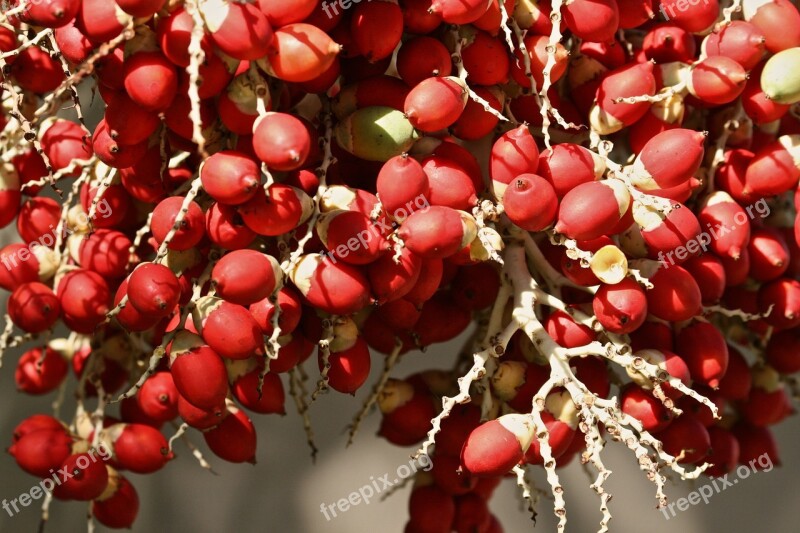 Berries Fruit Natural Nature Tree