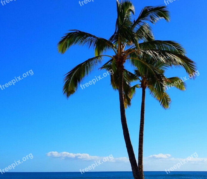 Palm Trees Nature Island Paradise